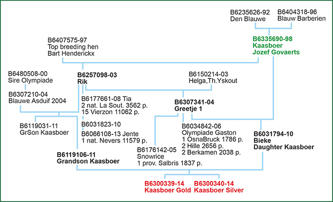 Schema Gold