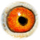 B6072346 14 BrMdMaria eye