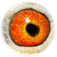 B6072346 14 BrMdMaria eye